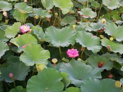 -昆山城市生态森林公园