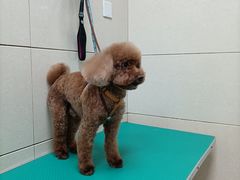 -北京观赏动物医院·24小时大型综合·猫专科·异宠专科