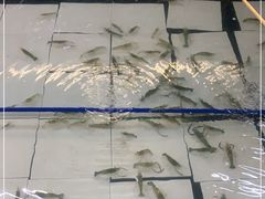 -小象钓虾·营地烧烤(洛溪店)