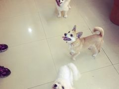 -小呆的宠物店·宠物售卖·宠物寄养(城西店)