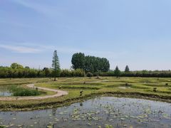 -池杉湖湿地公园