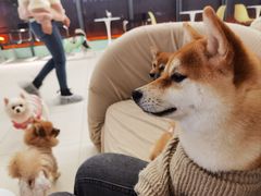 -怪兽屋·羊驼·猫咖·狗咖(俊华广场店)