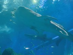 -成都浩海立方海洋公园