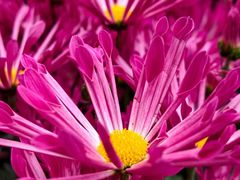 -越秀西湖花市(广州城市广场花卉店)