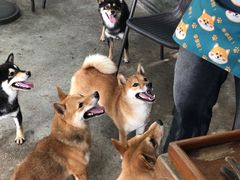 -柴犬高等学院·狗咖·柴犬售卖·宠物训练