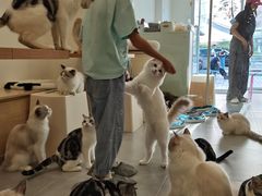 -有喵·猫咖·狗咖·30几只猫10只小狗(岗厦店)