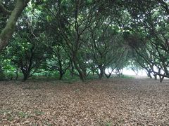 -鹤之洲湿地公园