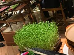 活体豌豆苗-捞王锅物料理(上海世茂广场店)