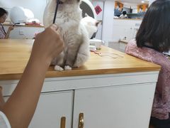 -李小姐の猫咖啡馆(五角场店)