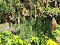 -昆明植物园