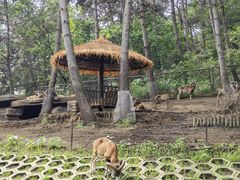 -沈阳森林动物园
