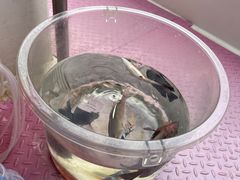 -小猫钓鱼海钓俱乐部(椰梦长廊店)