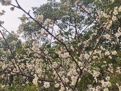 -玉树公园