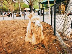 -长白岛森林公园