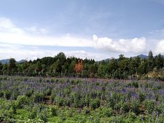 -北京东方普罗旺斯薰衣草庄园
