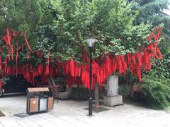 -西安乐游原