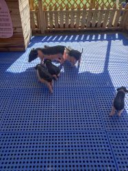 -萌宠亲子动物乐园(槐房万达店)