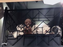 -小尾巴宠物店(万科·金域华庭店)