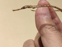 -来自葫芦岛的葫芦娃全碳烧烤