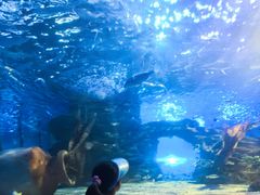 -太平洋海底世界