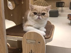 -飞行喵MR PILOT|猫舍·猫咖(静安大融城店)
