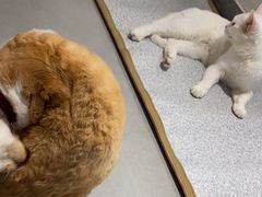 -琪喵猫屋·撸猫猫咖·猫舍