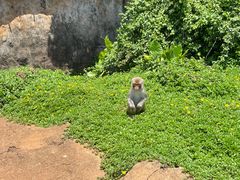 -海南热带野生动植物园
