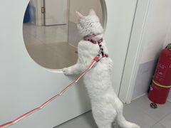 -喜多萌中农锦绣动物医院24H·猫科·牙科MRI·CT