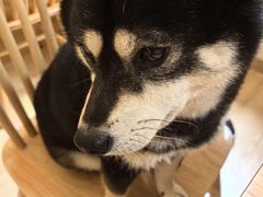 -柴の食堂·日式家庭料理·熊之肆(大学路店)