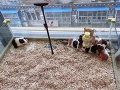 -怪兽屋·羊驼·猫咖·狗咖(俊华广场店)