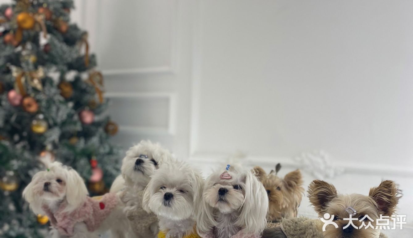 成都探店｜可爱家的狗狗也太好rua了