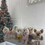 成都探店｜可爱家的狗狗也太好rua了