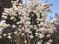 -大兴滨河森林公园