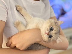 -猫大福·Fortune Cat猫舍(百子湾店)