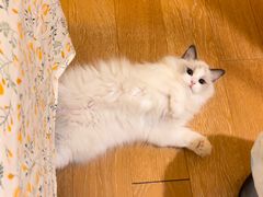 -宠福鑫康馨动物医院·骨科·眼科