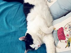 Anne猫窝咖啡屋-Anne猫窝咖啡屋