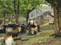 -都江堰中华大熊猫苑