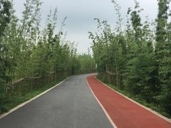 -上海长兴岛郊野公园