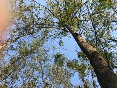 -合肥滨湖国家森林公园