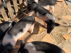 -HERRE·FARM 赫尔露营农场·团建聚会包场