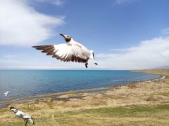 -青海湖国家重点风景名胜区