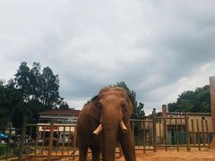 -昆明动物园