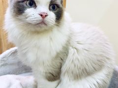 -滚猫咖啡·猫咖·猫友好撸猫(未来城店)