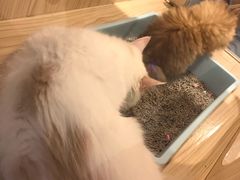 -屋虎猫馆(宝安大仟里店)
