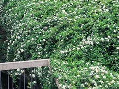 -四川大学(望江校区)