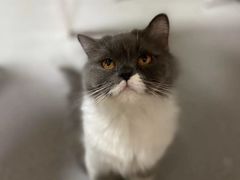 -我爱猫咪·猫咖·狗咖·安哥拉兔·羊驼咖(小寨华旗店)