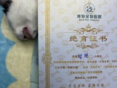 -博特宠物医院24h犬猫全科.骨科·异宠