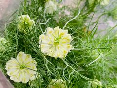 -溪岸路花鸟市场