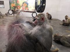 -西安秦岭野生动物园