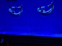 -芜湖新华联大白鲸海洋公园